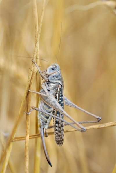 Brown grasshopper spiritual meaning