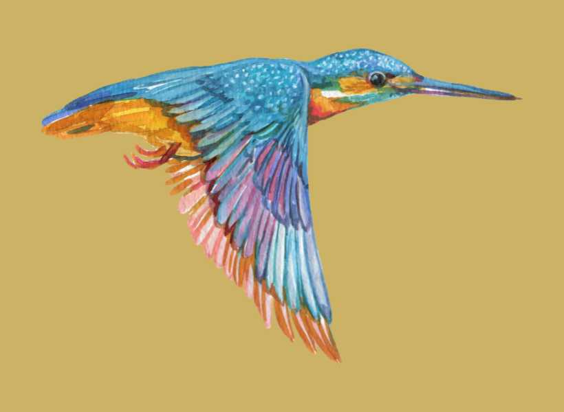 Dead kingfisher meaning