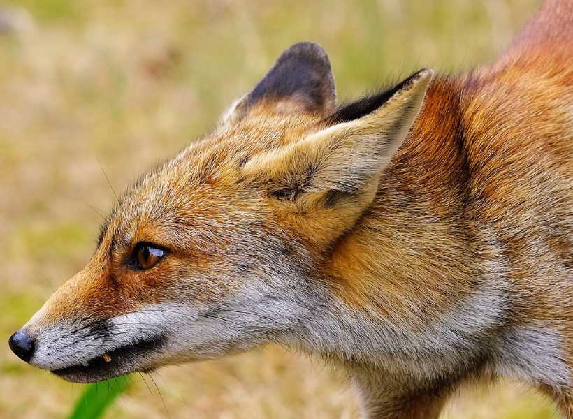 The Significance Of Encountering A Fox In Dreams Or Visions: Fox Dream