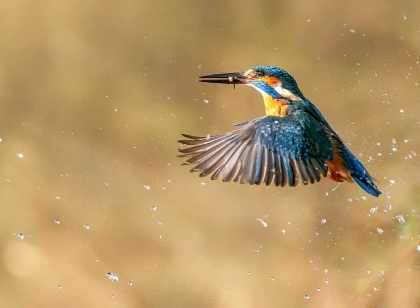Ways To Connect With The Spiritual Energy Of The Kingfisher