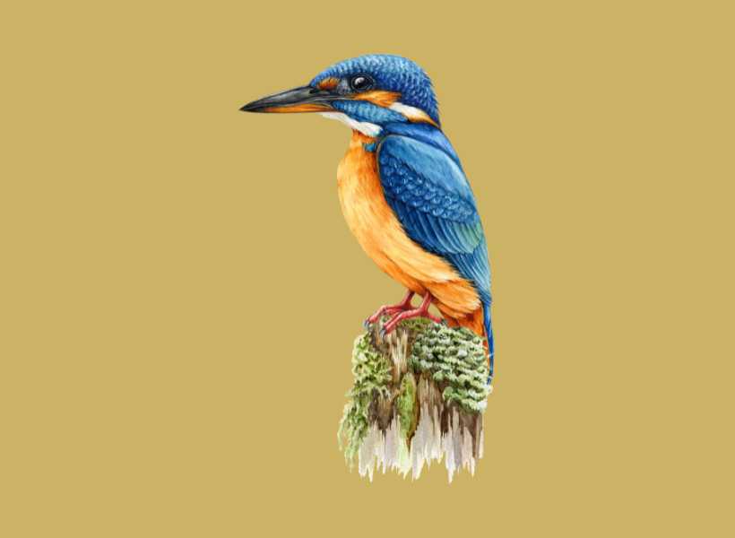 Kingfisher spiritual meaning nz