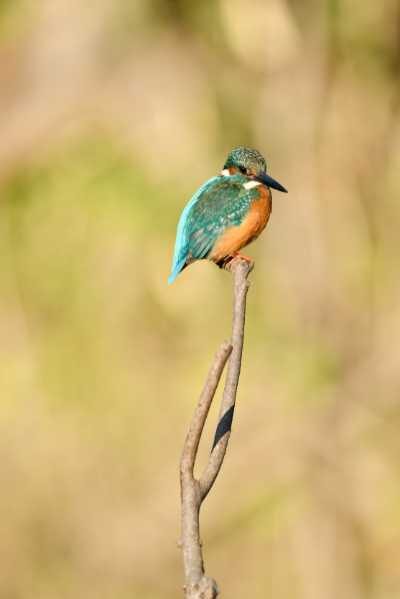 Using The Symbolism Of The Kingfisher Bird In Meditation And Visualization Exercises