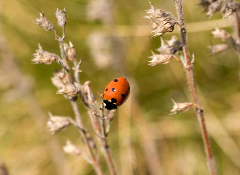How To Incorporate Ladybug Symbolism Into Your Spiritual Practice