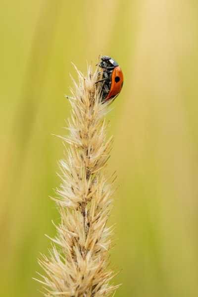 Ladybugs As Messengers From The Divine: Ladybug Symbolizes