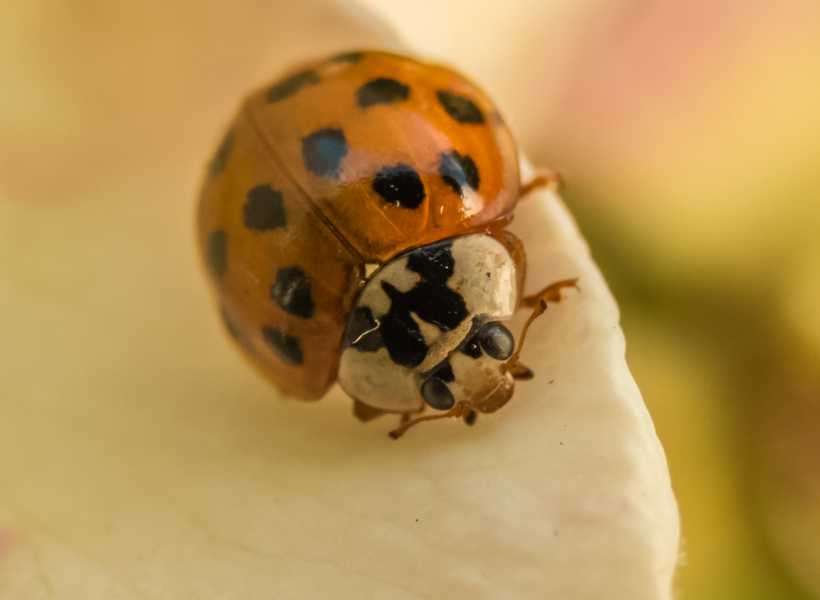 Orange ladybug spiritual meaning