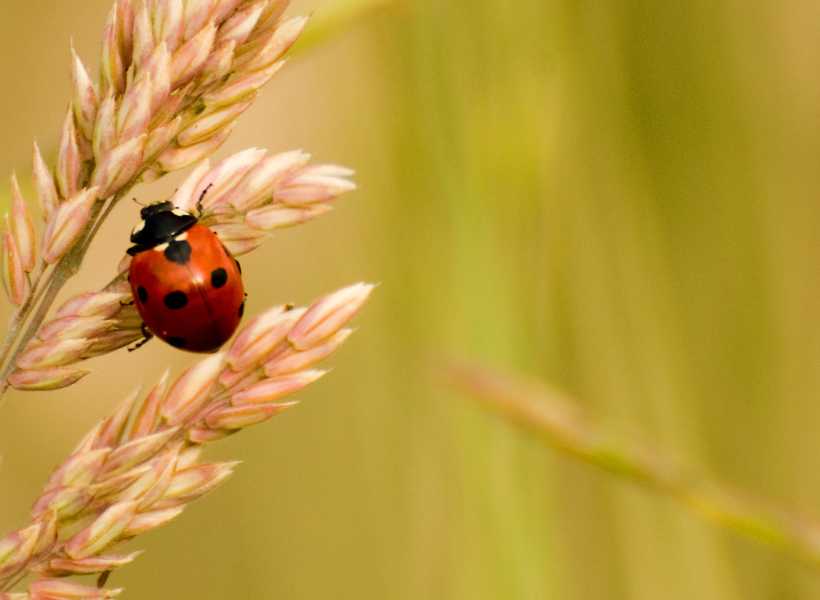 Red ladybug spiritual meaning