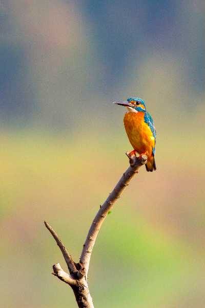 How to Connect With The Energy Of The Kingfisher Bird For Personal Growth