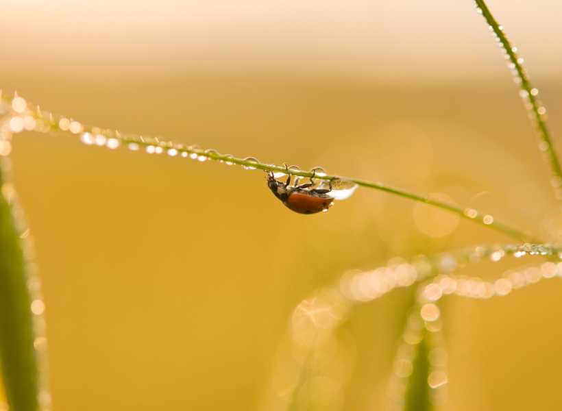 Spiritual meaning a ladybug