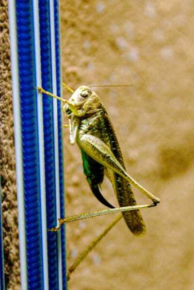 Spiritual meaning green grasshopper