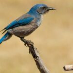 Spiritual Meaning Jay Bird: Keep Seeing Blue Jays Symbolism