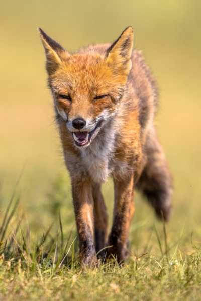 Foxes In Mythology, Folklore, And Spiritual Traditions