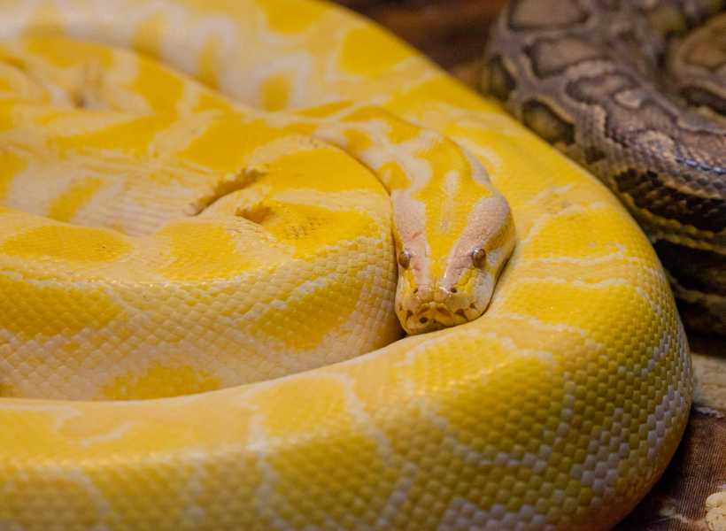 The Healing Properties And Energy Associated With The Python Snake