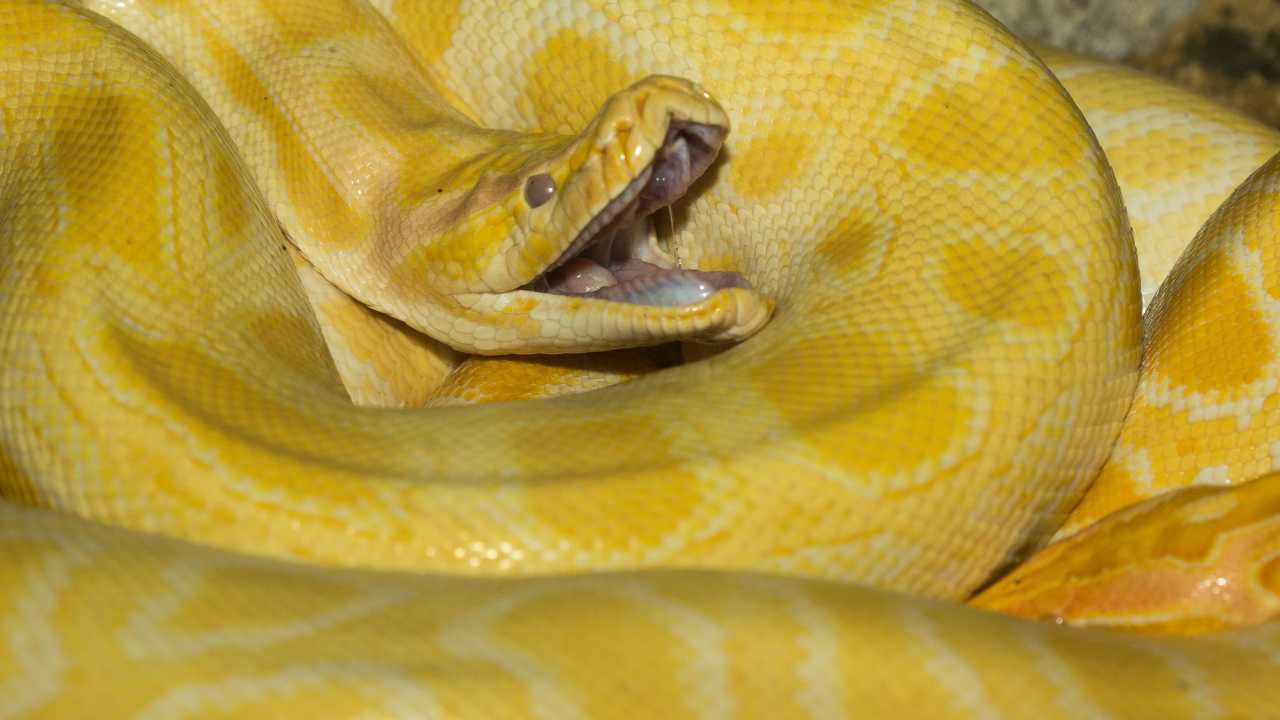 Spiritual Meaning Of Python Snake