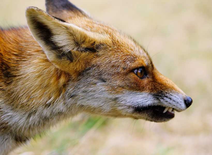 Spiritual meaning seeing a fox
