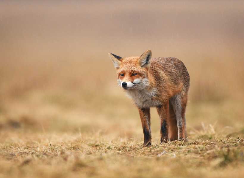 Spiritual meaning when you see a fox