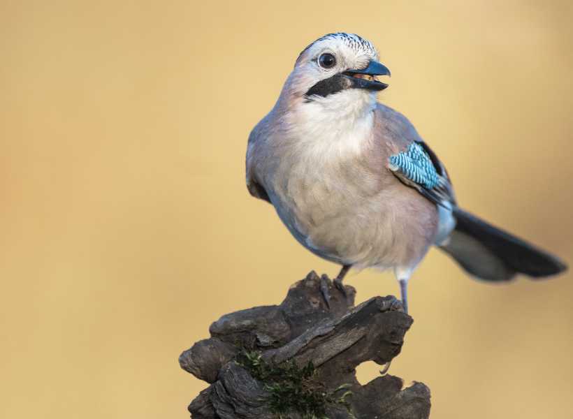Mystical Meaning Of Jay Birds