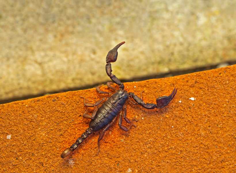 Symbolism Of The Scorpion In Different Cultures: Scorpion Symbolic Meaning