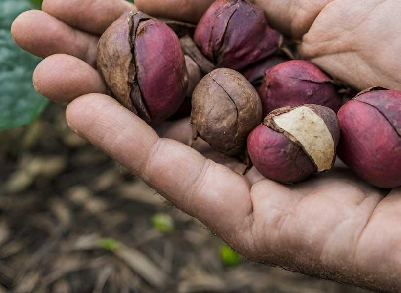 Connection Between Kolanut Dreams And Ancestral Communion