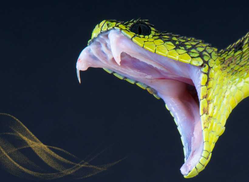 Way To Analyze Your Emotions And Reactions In Snake Dreams For Personal Growth
