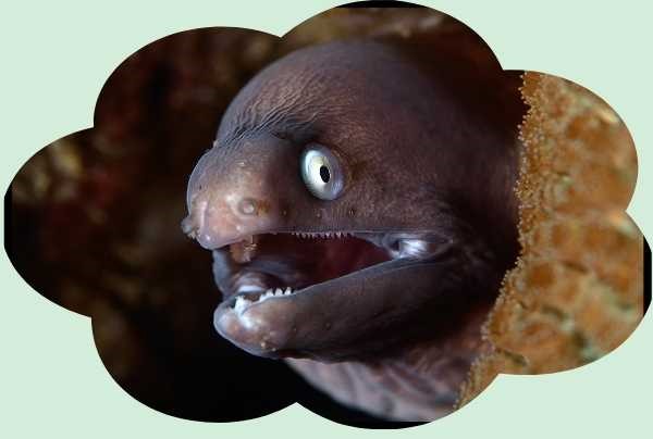 Black eel dream meaning