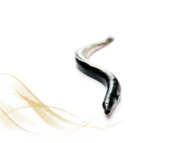 Dream Meaning Of Catching Eel