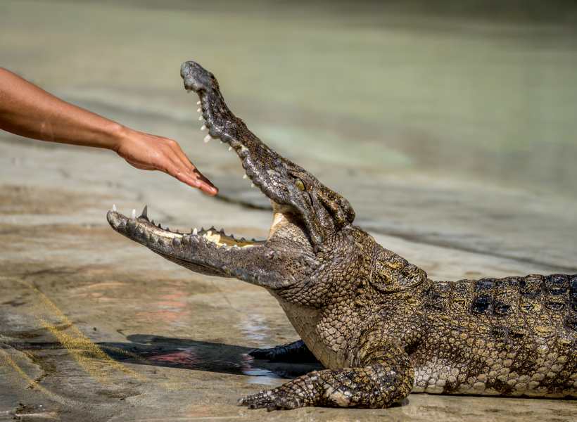 Exploring The Emotional Significance Of Encountering A Crocodile In Dreams