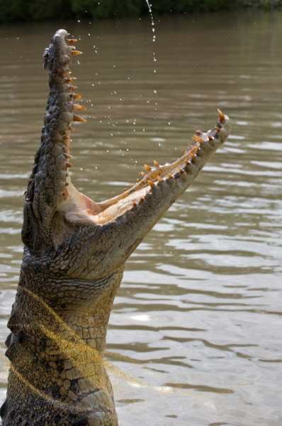 Spiritual Meaning Of Crocodile In Dreams In Different Religion