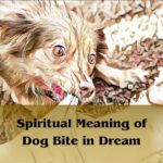 Spiritual Meaning Of Dog Bite In Dream: Dog Bite Dream Meaning