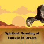 Spiritual Meaning Of Vulture In Dream: Vulture Dream Meanings