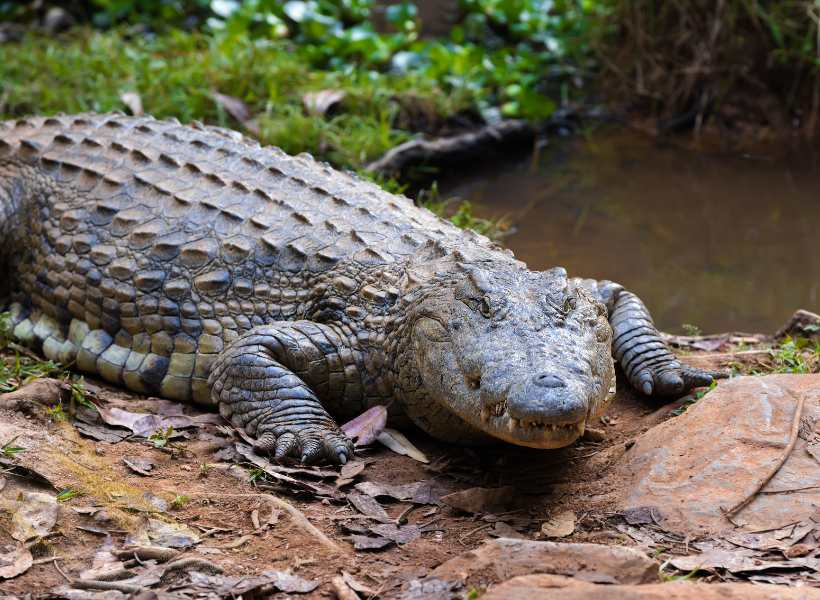 Techniques For Deciphering The Spiritual Meaning Behind Crocodiles In Dreams