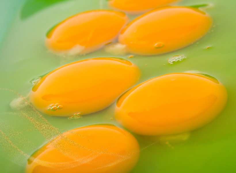 Understanding The Significance Of Egg Yolk As A Symbol Of Birth And Growth In Dreams