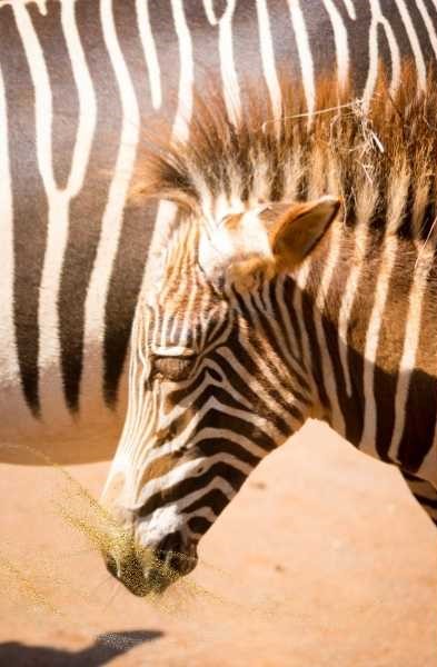 Baby zebra dream meaning