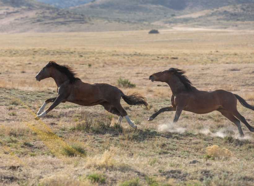 Being Chased By A Horse In A Dream: Interpretation And Meanings