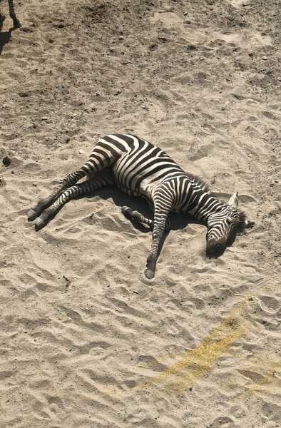 Dream of a dead zebra
