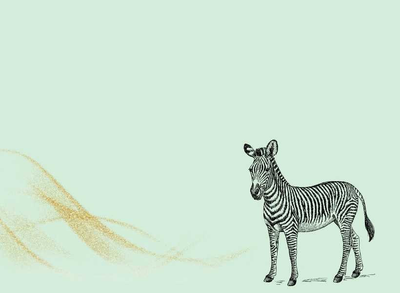 Interpretation Of The Zebra Symbol In Dreams