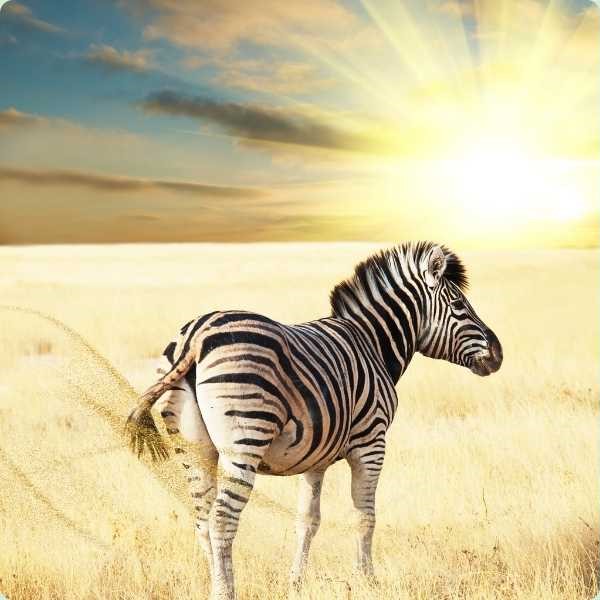 Prophetic meaning of a zebra