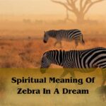 Spiritual Meaning Of Zebra In A Dream: Zebra Dream Meaning