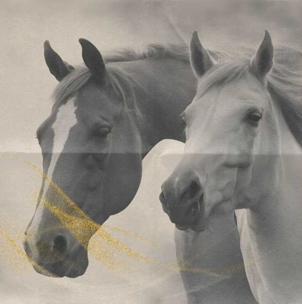 Two horses dream meaning