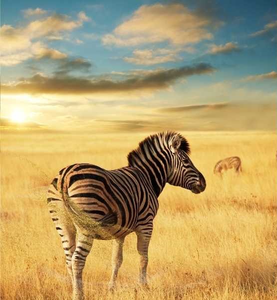 Understanding The Symbolism Of Balance And Harmony: Zebra Symbolism