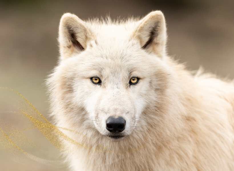 Biblical Meaning Of White Wolves In Dreams