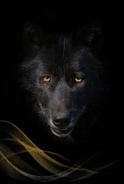 Black wolf spiritual meaning in dreams