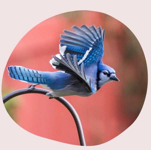 Blue jay meaning
