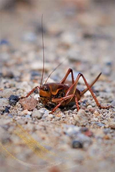 Brown cricket spiritual meaning