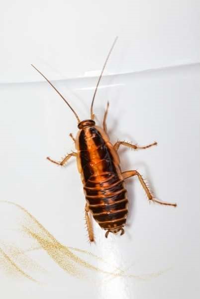 Confronting Fears And Challenges Symbolized By Roaches