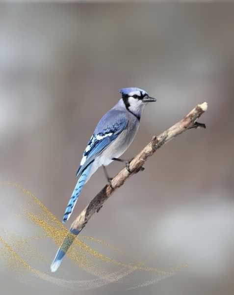 Exploring The Power Of Truth Symbolized By Blue Jays