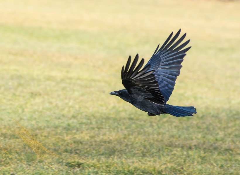 How Crows Are Viewed As Messengers From The Spiritual Realm?