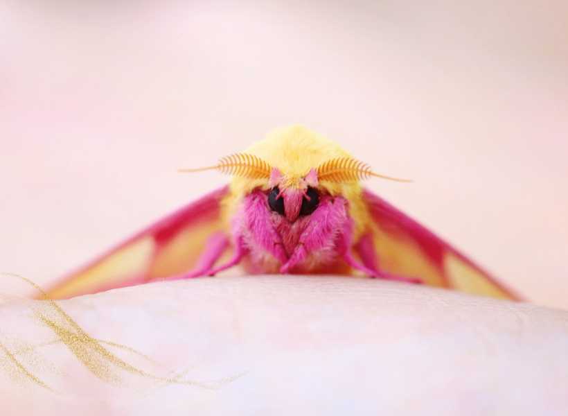 How Moths Symbolize Renewal And New Beginnings