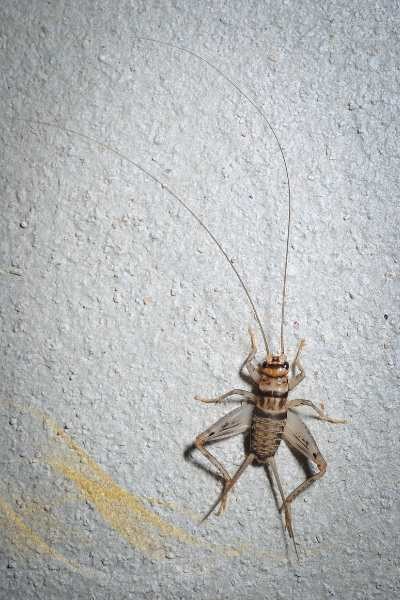 Incorporating Cricket Motifs Into Mindfulness Practices