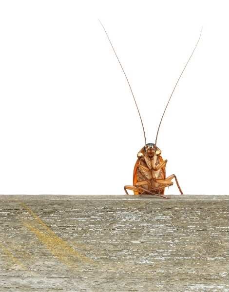 Roaches As A Reminder To Face Difficulties With Courage