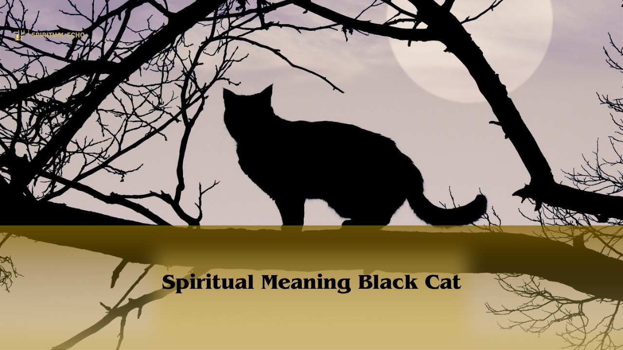 Spiritual Meaning Black Cat: Meaning Of Seeing A Black Cat Symbolism